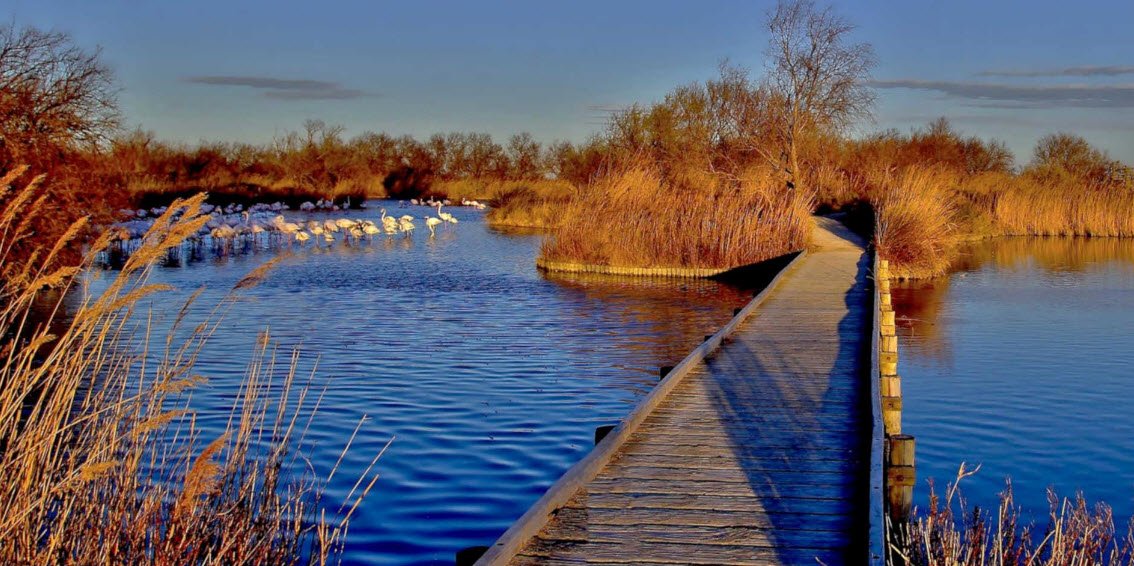 Camargue Region, Bouches-du-Rhône, Provence, France